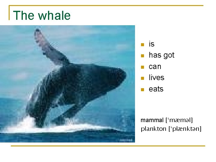 The whale n n n is has got can lives eats mammal [‘mæməl] plankton