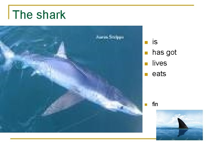 The shark n is has got lives eats n fin n 