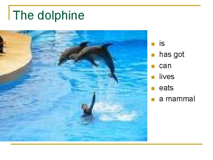 The dolphine n n n is has got can lives eats a mammal 