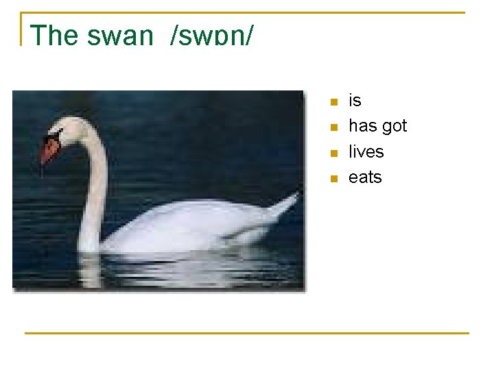 The swan /swɒn/ n n is has got lives eats 