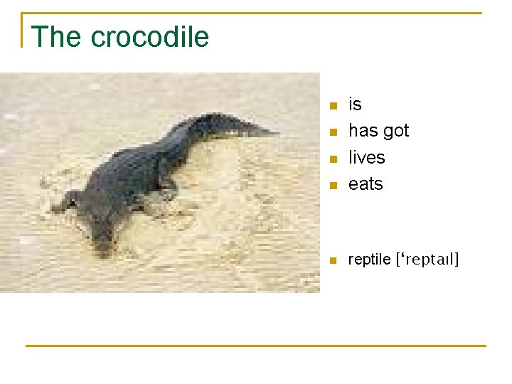 The crocodile n is has got lives eats n reptile [‘reptaıl] n n n