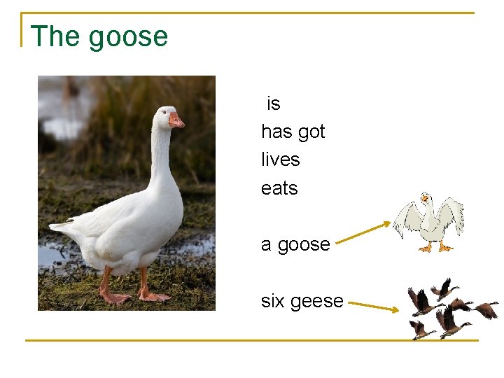 The goose is has got lives eats a goose six geese 