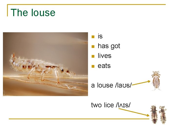 The louse n n is has got lives eats a louse /laʊs/ two lice