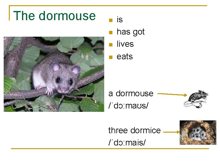 The dormouse n n is has got lives eats a dormouse /ˈdɔːmaʊs/ three dormice