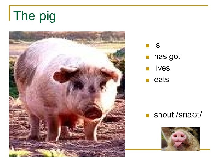 The pig n is has got lives eats n snout /snaʊt/ n n n