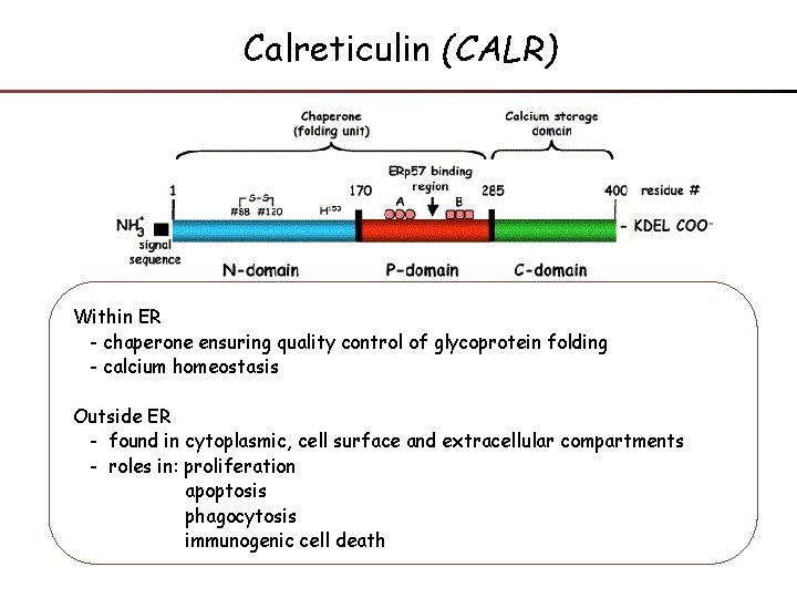 Calreticulin (CALR) Within ER - chaperone ensuring quality control of glycoprotein folding - calcium