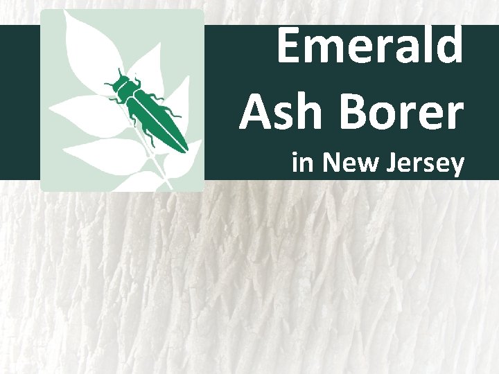 Emerald Ash Borer in New Jersey 