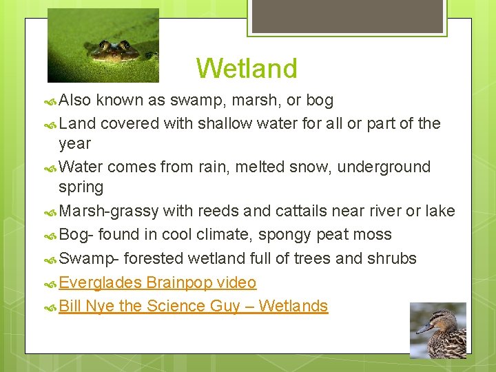 Wetland Also known as swamp, marsh, or bog Land covered with shallow water for