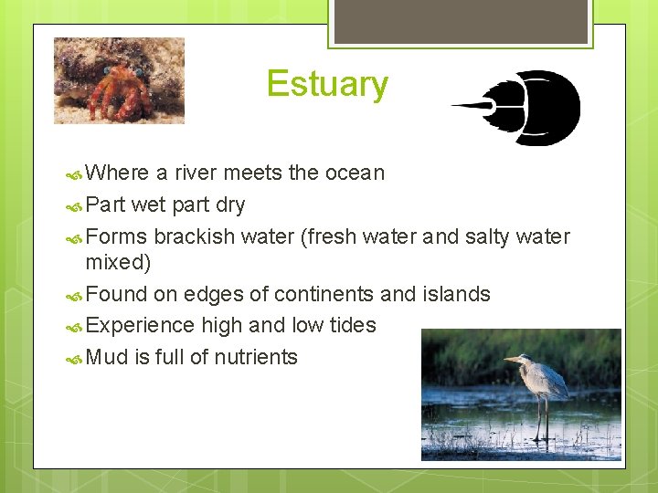 Estuary Where a river meets the ocean Part wet part dry Forms brackish water