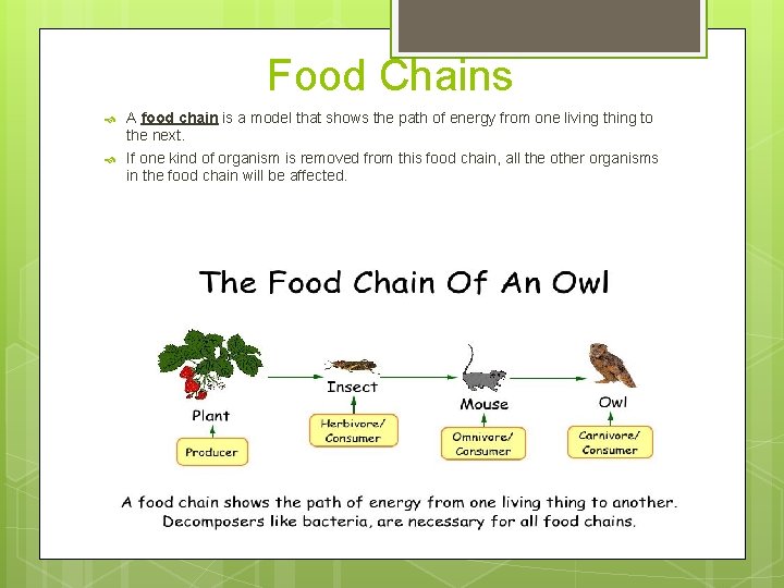 Food Chains A food chain is a model that shows the path of energy