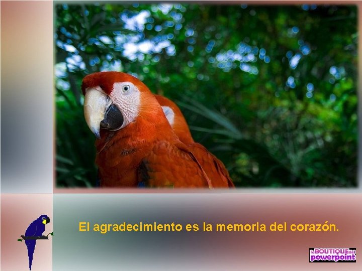 El agradecimiento es la memoria del corazón. 