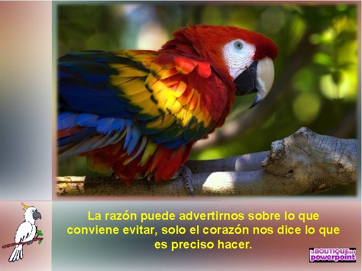 La razón puede advertirnos sobre lo que conviene evitar, solo el corazón nos dice