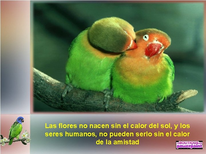 Las flores no nacen sin el calor del sol, y los seres humanos, no