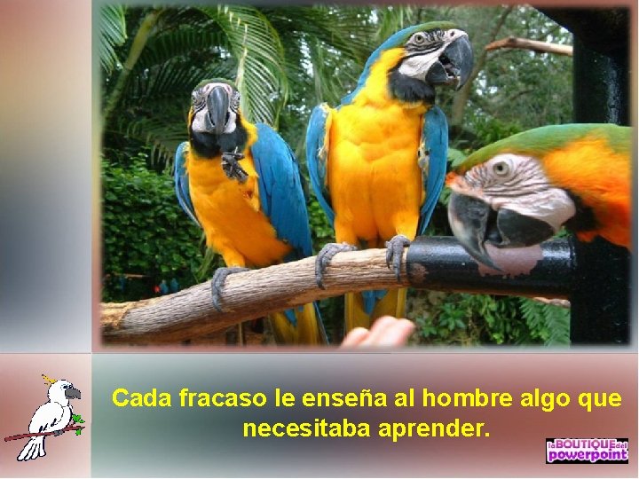 Cada fracaso le enseña al hombre algo que necesitaba aprender. 