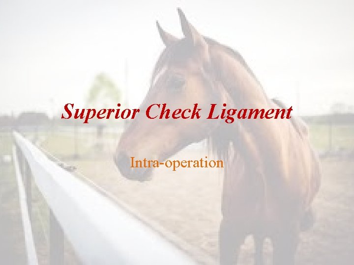 Superior Check Ligament Intra-operation 