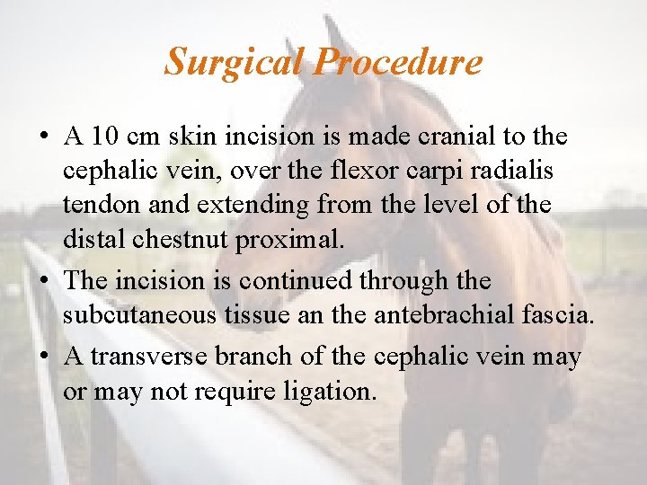 Surgical Procedure • A 10 cm skin incision is made cranial to the cephalic