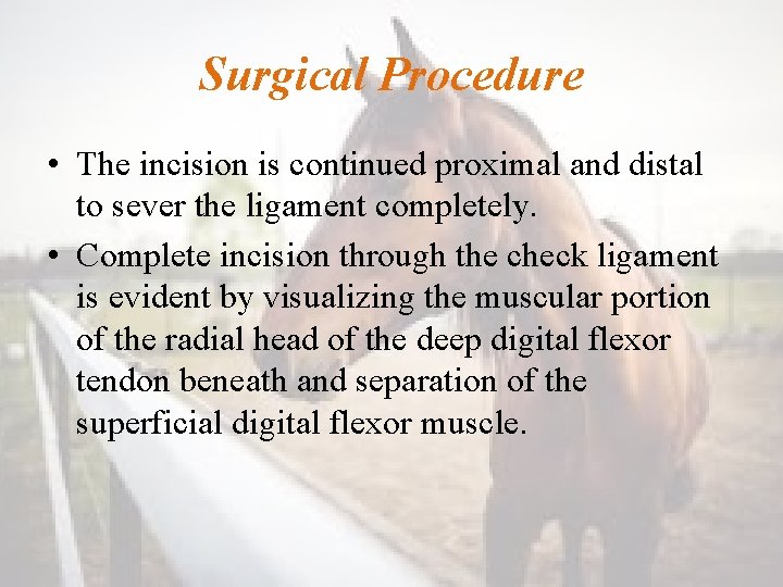 Surgical Procedure • The incision is continued proximal and distal to sever the ligament