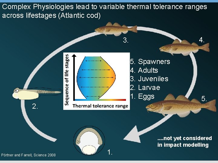 Complex Physiologies lead to variable thermal tolerance ranges across lifestages (Atlantic cod) 4. 3.