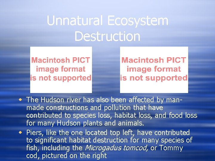 Unnatural Ecosystem Destruction w The Hudson river has also been affected by manmade constructions