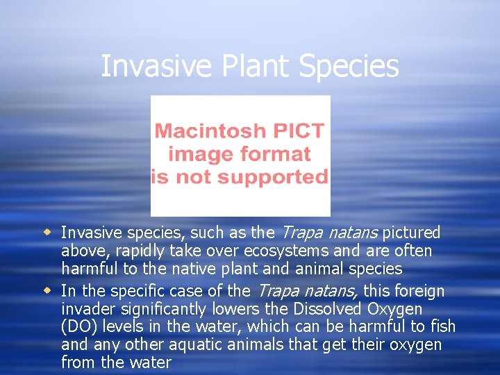 Invasive Plant Species w Invasive species, such as the Trapa natans pictured above, rapidly