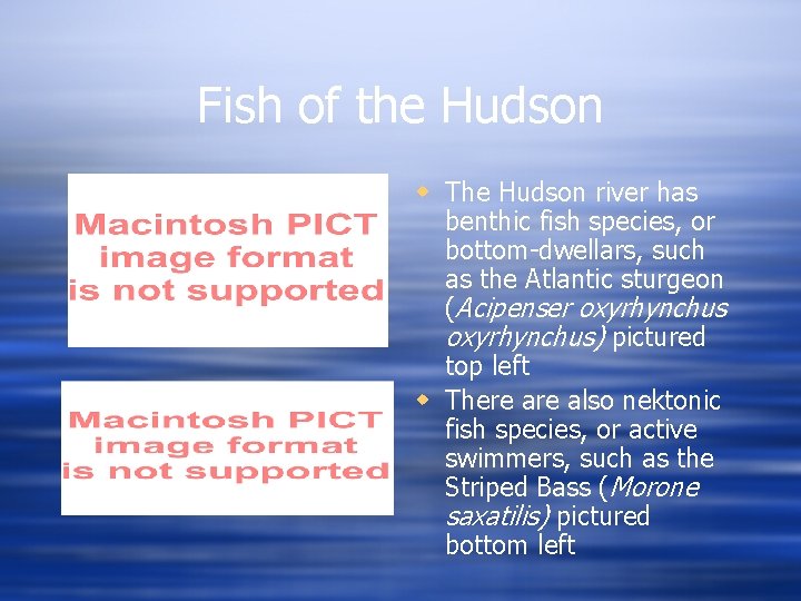 Fish of the Hudson w The Hudson river has benthic fish species, or bottom-dwellars,