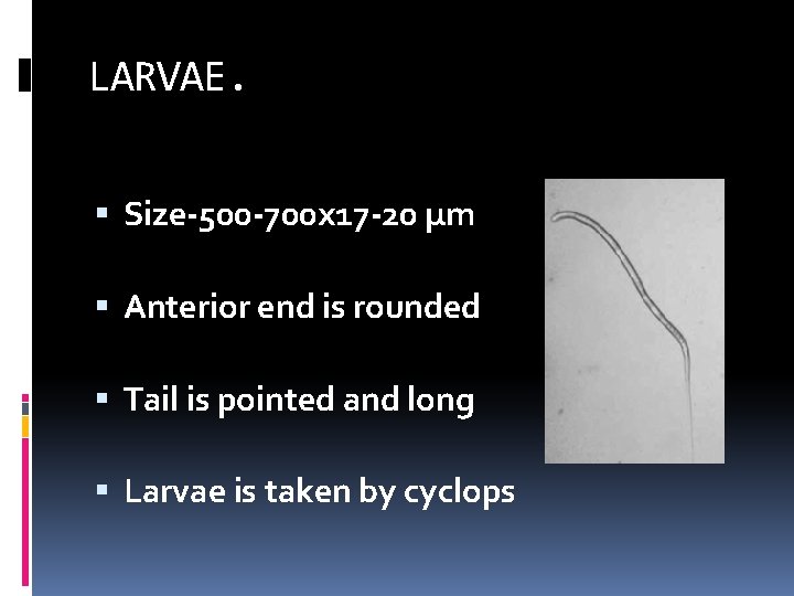 LARVAE. Size-500 -700 x 17 -20 µm Anterior end is rounded Tail is pointed