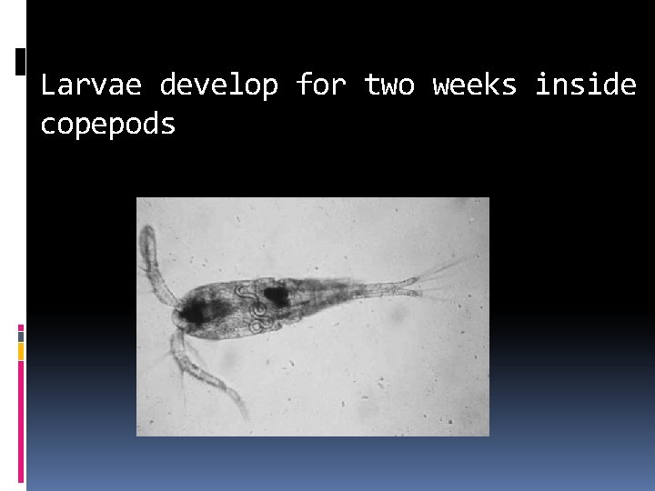 Larvae develop for two weeks inside copepods 