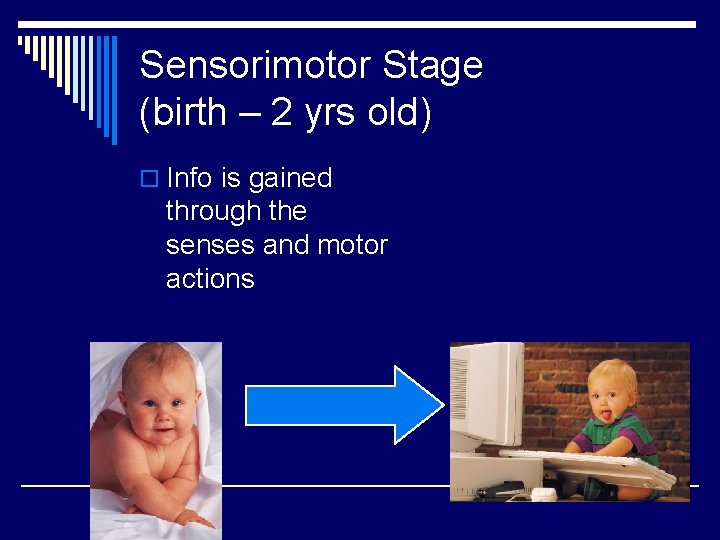 Sensorimotor Stage (birth – 2 yrs old) o Info is gained through the senses