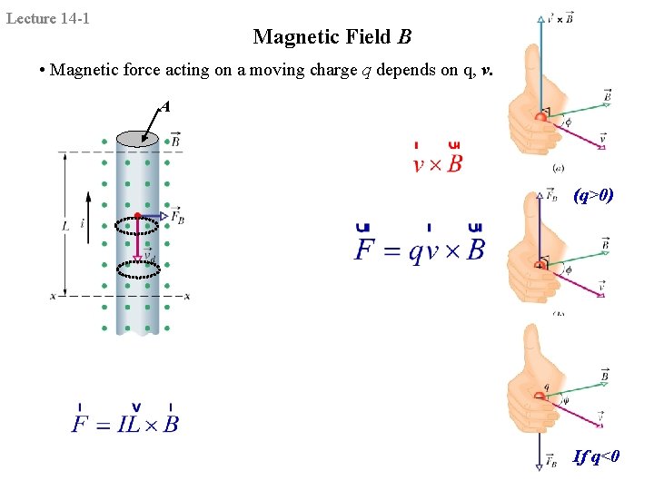 Lecture 14 -1 Magnetic Field B • Magnetic force acting on a moving charge