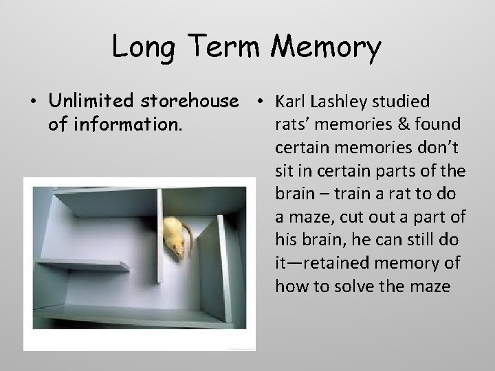 Long Term Memory • Unlimited storehouse • Karl Lashley studied rats’ memories & found