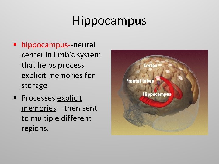 Hippocampus § hippocampus--neural center in limbic system that helps process explicit memories for storage