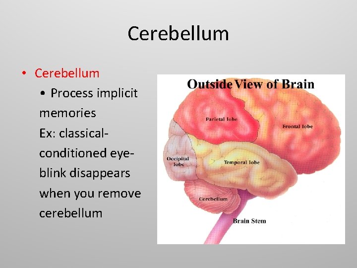 Cerebellum • Process implicit memories Ex: classicalconditioned eyeblink disappears when you remove cerebellum 