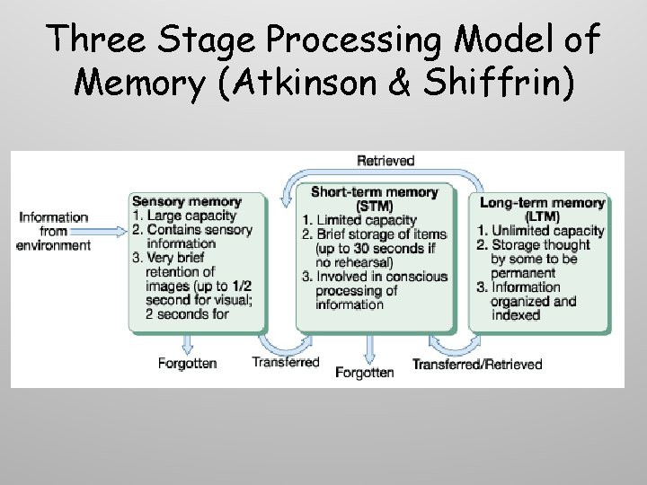 Three Stage Processing Model of Memory (Atkinson & Shiffrin) 
