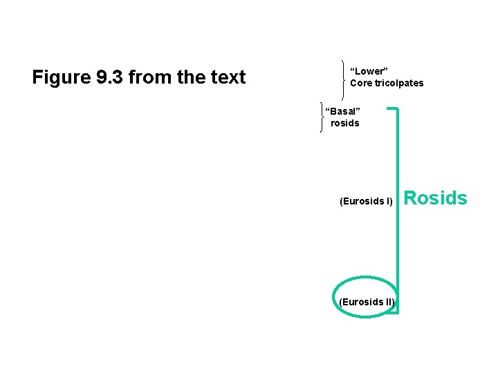 Figure 9. 3 from the text “Lower” Core tricolpates “Basal” rosids (Eurosids I) (Eurosids