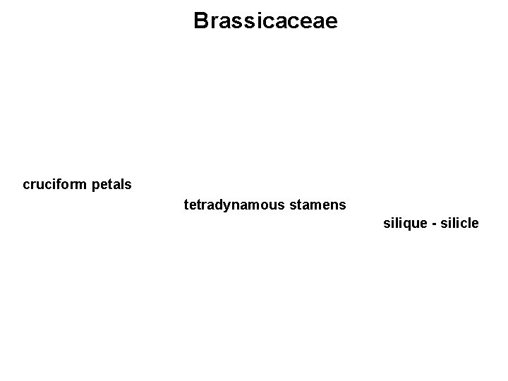 Brassicaceae cruciform petals tetradynamous stamens silique - silicle 