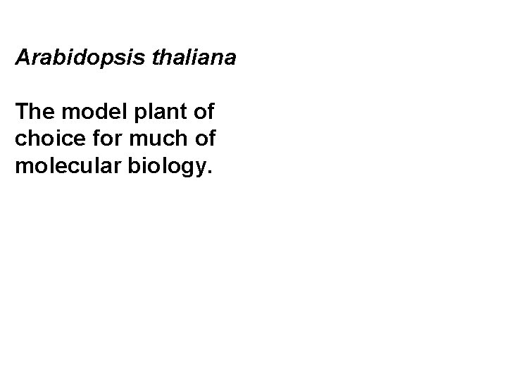 Arabidopsis thaliana The model plant of choice for much of molecular biology. 