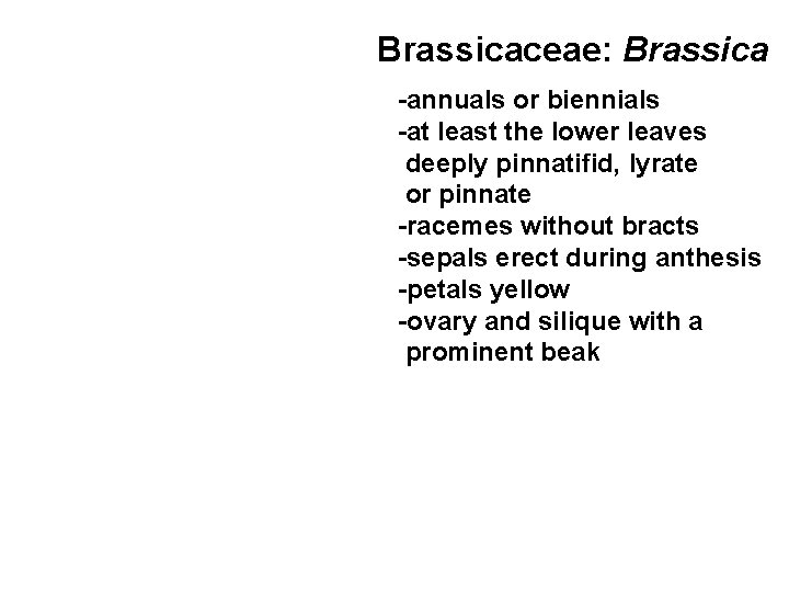 Brassicaceae: Brassica -annuals or biennials -at least the lower leaves deeply pinnatifid, lyrate or