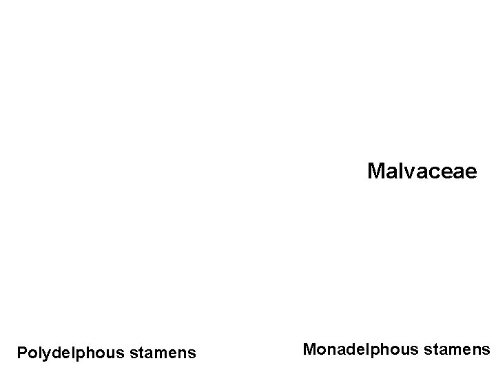Malvaceae Polydelphous stamens Monadelphous stamens 