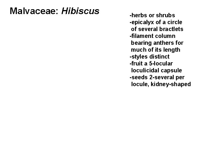 Malvaceae: Hibiscus -herbs or shrubs -epicalyx of a circle of several bractlets -filament column