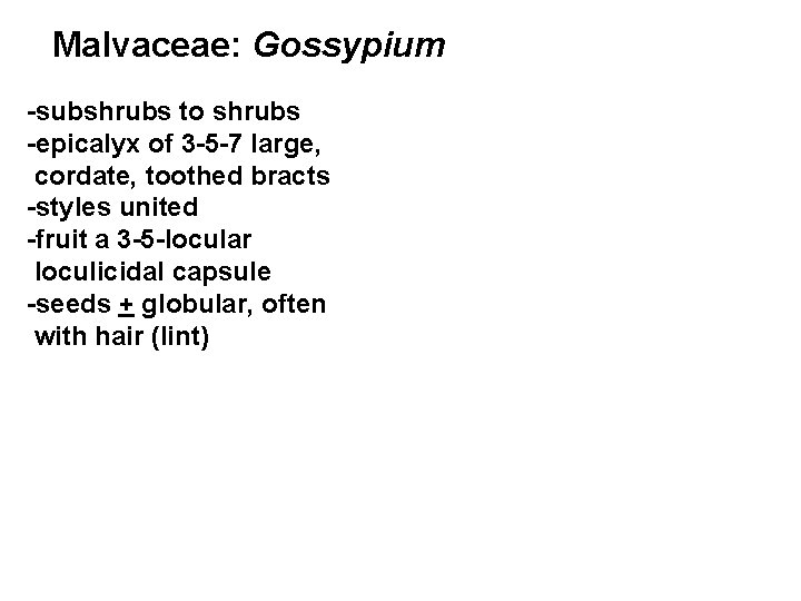 Malvaceae: Gossypium -subshrubs to shrubs -epicalyx of 3 -5 -7 large, cordate, toothed bracts