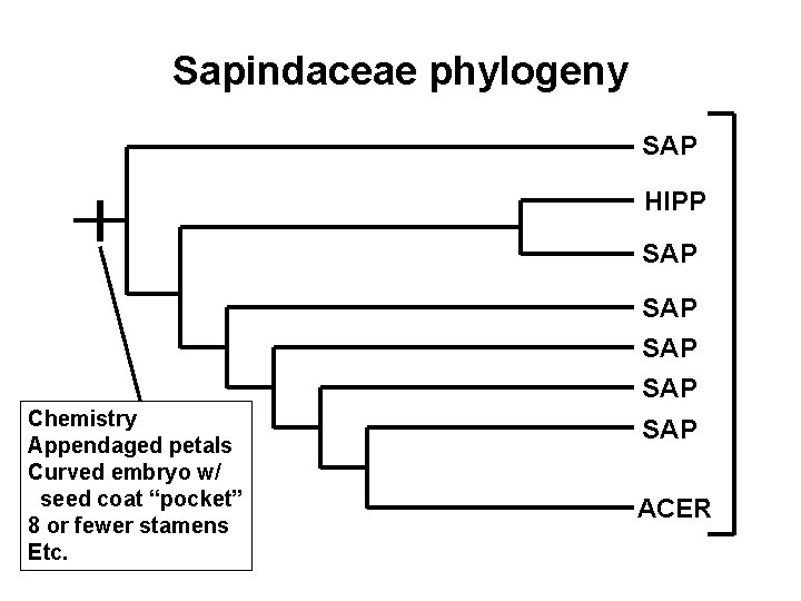 Sapindaceae phylogeny SAP HIPP SAP SAP Chemistry Appendaged petals Curved embryo w/ seed coat