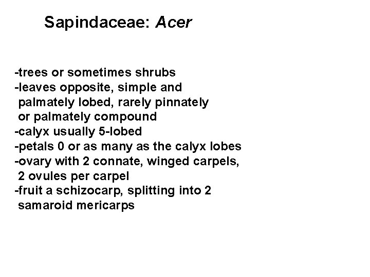 Sapindaceae: Acer -trees or sometimes shrubs -leaves opposite, simple and palmately lobed, rarely pinnately