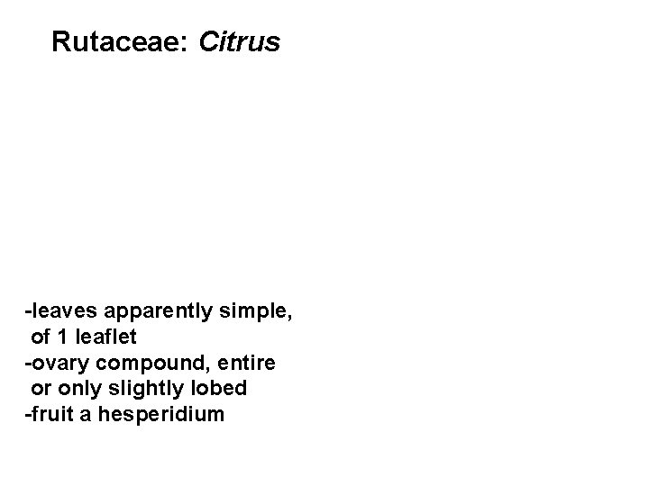 Rutaceae: Citrus -leaves apparently simple, of 1 leaflet -ovary compound, entire or only slightly