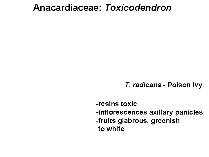 Anacardiaceae: Toxicodendron T. radicans - Poison Ivy -resins toxic -inflorescences axillary panicles -fruits glabrous,