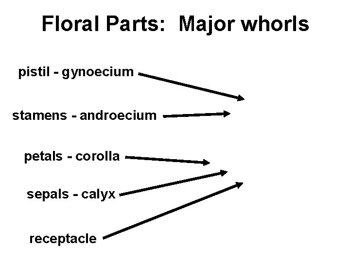 Floral Parts: Major whorls pistil - gynoecium stamens - androecium petals - corolla sepals