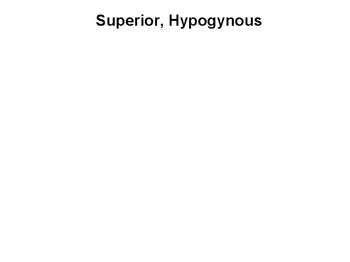 Superior, Hypogynous 