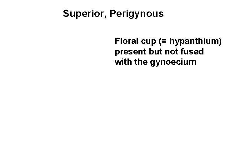 Superior, Perigynous Floral cup (= hypanthium) present but not fused with the gynoecium 