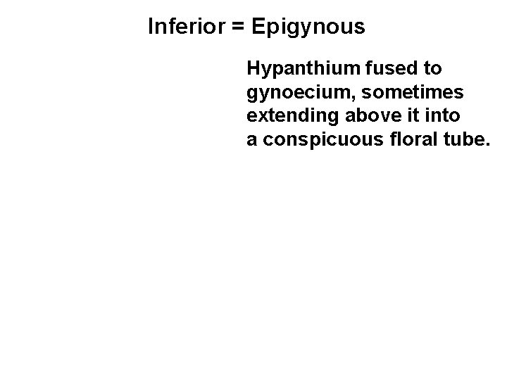 Inferior = Epigynous Hypanthium fused to gynoecium, sometimes extending above it into a conspicuous