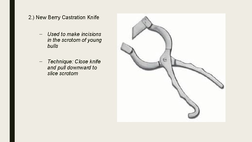 2. ) New Berry Castration Knife – Used to make incisions in the scrotom