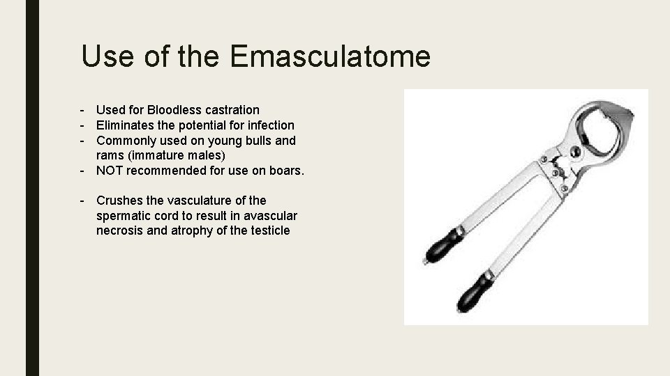 Use of the Emasculatome - Used for Bloodless castration - Eliminates the potential for